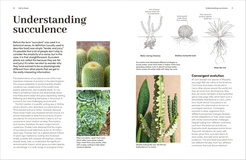 Cacti Succulents