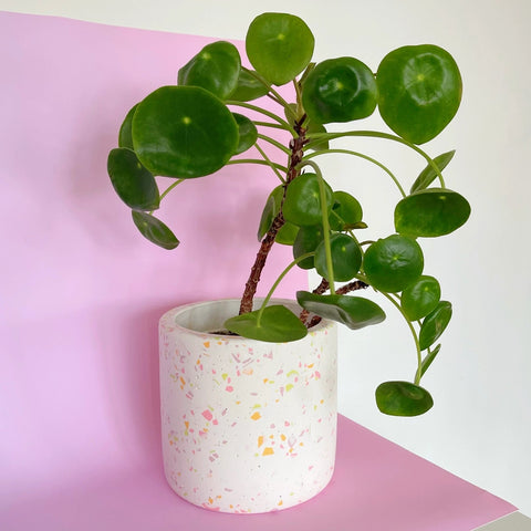 Terrazzo Pots